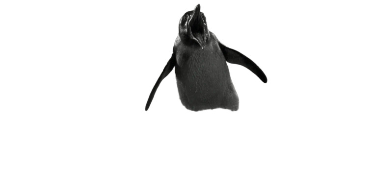 Monstrous Penguin Roar Vinyl Car Decal Sticker – Waterproof & UV-Resistant 