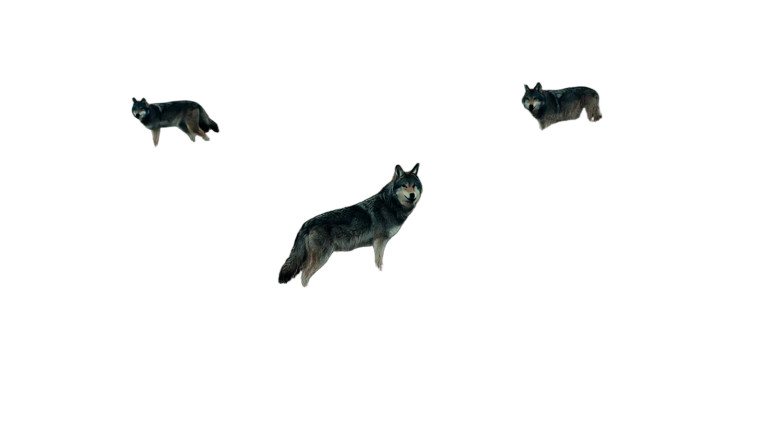 Movie Wolves Vinyl Car Decal Sticker – Waterproof & UV-Resistant 