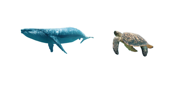 Underwater Marine Life Vinyl Car Decal Sticker – Waterproof & UV-Resistant 