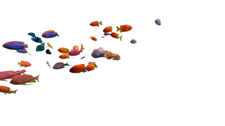 Colorful Fish Group Vinyl Car Decal Sticker – Waterproof & UV-Resistant 