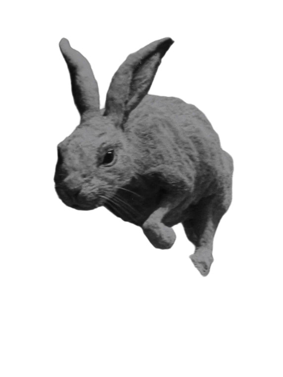 Giant Rabbit Chaos Vinyl Car Decal Sticker – Waterproof & UV-Resistant 