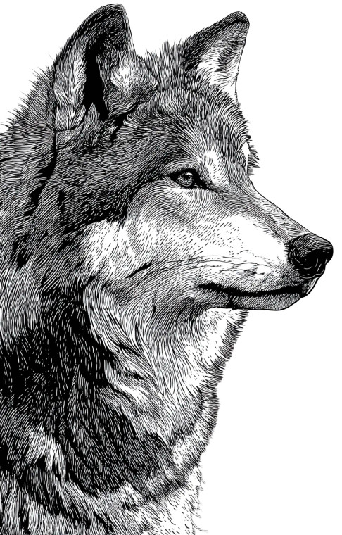 Majestic Wolf Portrait V3 Vinyl Car Decal Sticker – Waterproof & UV-Resistant 