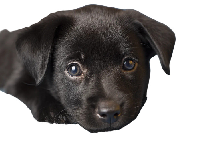 Baby Black Puppy Vinyl Car Decal Sticker – Waterproof & UV-Resistant 