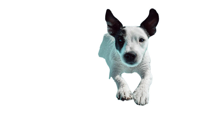 Energetic Jumping Puppy Vinyl Car Decal Sticker – Waterproof & UV-Resistant 