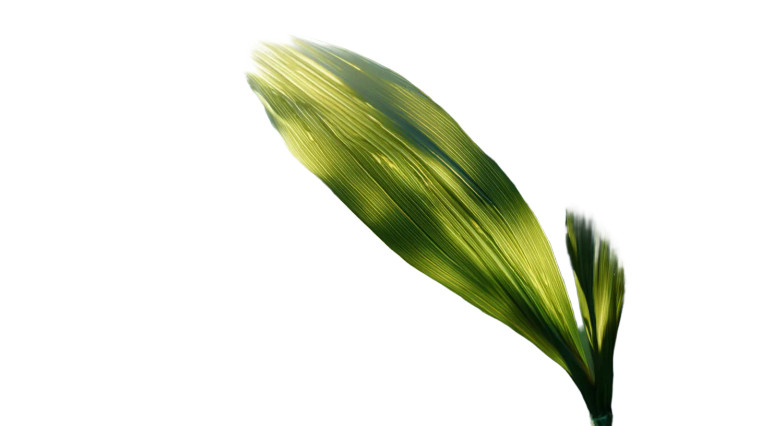 Sunlit Corn Vinyl Car Decal Sticker – Waterproof & UV-Resistant 