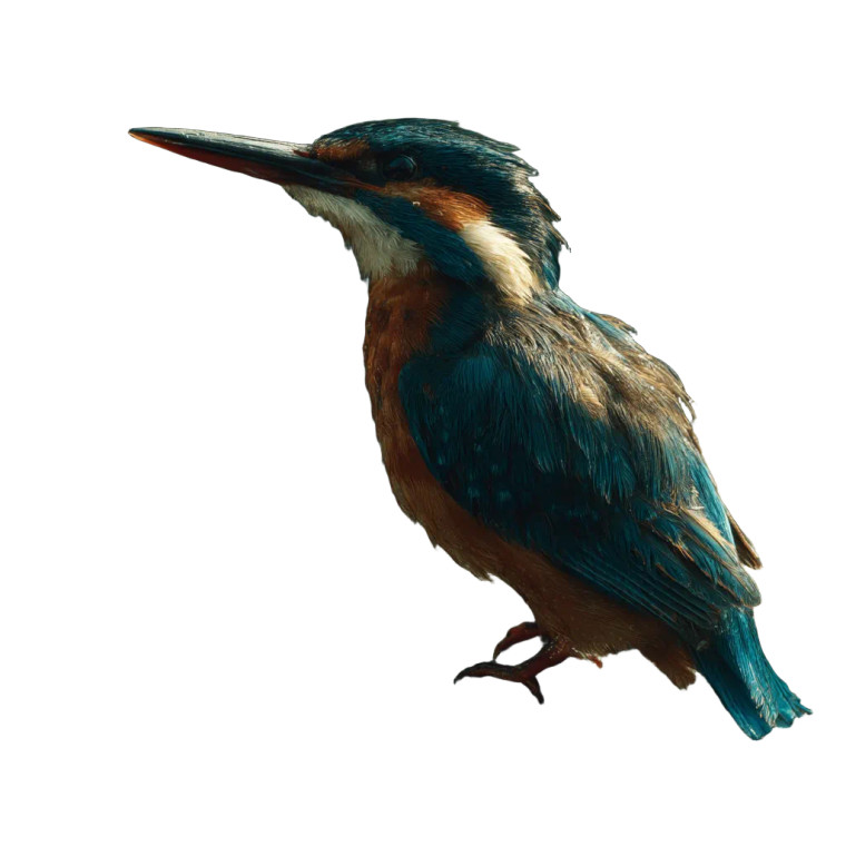 Wild Kingfisher Vinyl Car Decal Sticker – Waterproof & UV-Resistant 