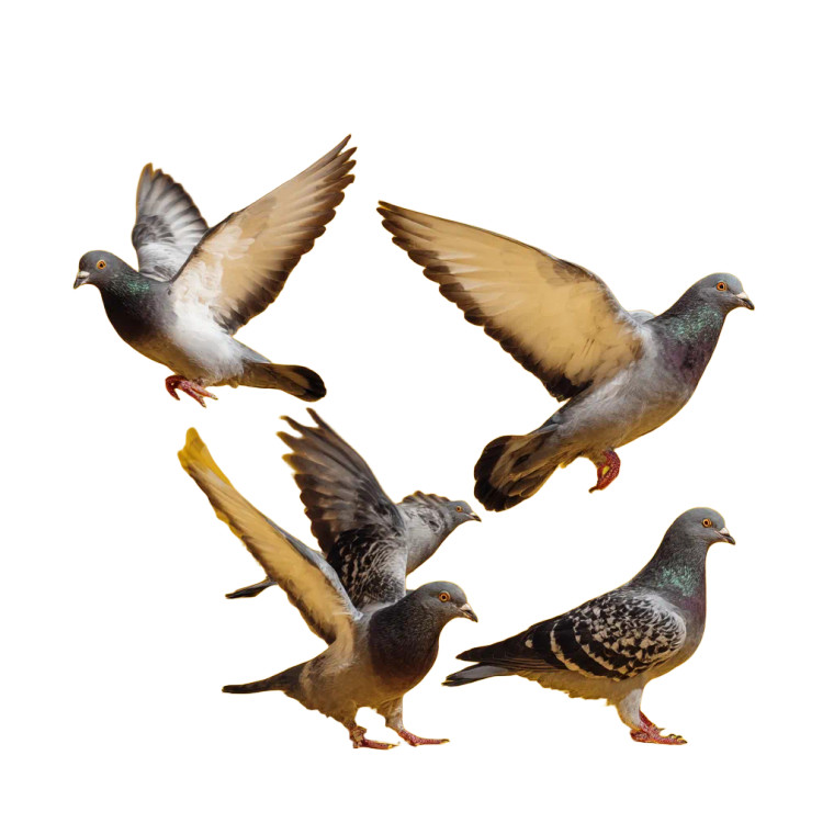 Flying Pigeons V5 Vinyl Car Decal Sticker – Waterproof & UV-Resistant 