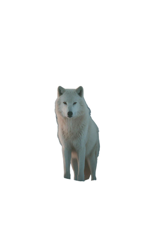 White Wolf Hill V2 Vinyl Car Decal Sticker – Waterproof & UV-Resistant 