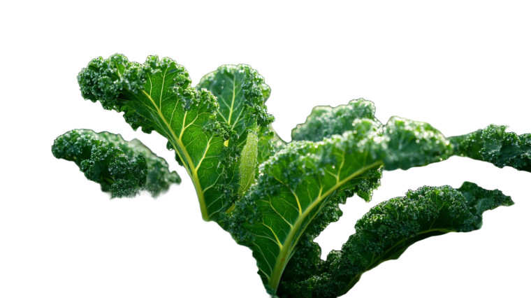 Dewy Kale Leaves Vinyl Car Decal Sticker – Waterproof & UV-Resistant 