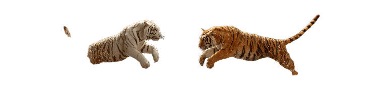 Water Circus Tigers Vinyl Car Decal Sticker – Waterproof & UV-Resistant 