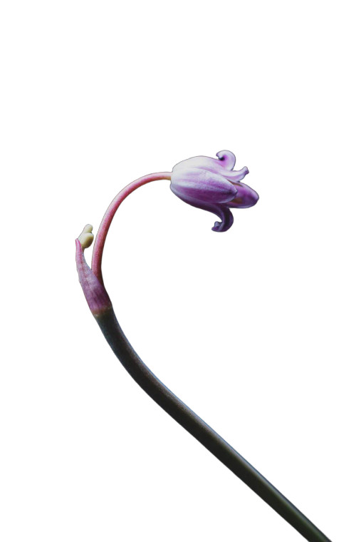 Lilac Flower Stem Vinyl Car Decal Sticker – Waterproof & UV-Resistant 