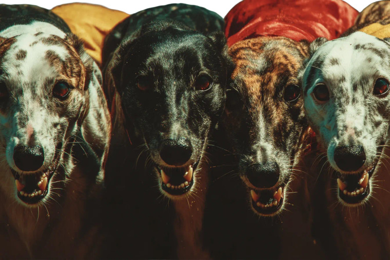 Racing Greyhounds Aerial Vinyl Car Decal Sticker – Waterproof & UV-Resistant 