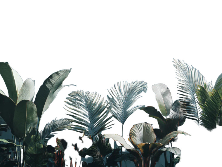 Tropical Plants Frame Vinyl Car Decal Sticker – Waterproof & UV-Resistant 