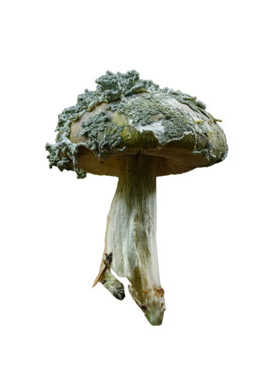 Lichen-Covered Mushroom Vinyl Car Decal Sticker – Waterproof & UV-Resistant 