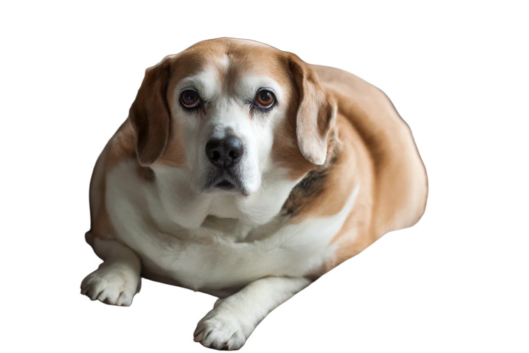 Obese Beagle Vinyl Car Decal Sticker – Waterproof & UV-Resistant 