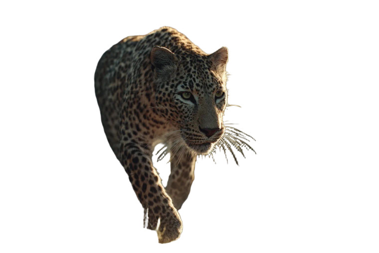 Majestic Leopard V3 Vinyl Car Decal Sticker – Waterproof & UV-Resistant  Majestic Leopard V3 Vinyl Car Decal Sticker – Waterproof & UV-Resistant