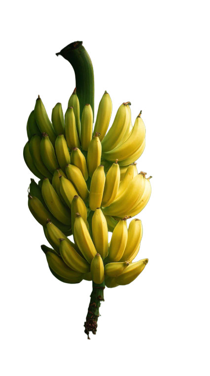 Banana Bunch Vinyl Car Decal Sticker – Waterproof & UV-Resistant 