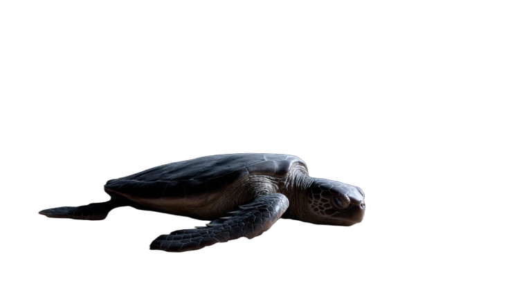 Polluted Turtle Tragedy Vinyl Car Decal Sticker – Waterproof & UV-Resistant 
