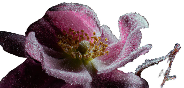 Ice Crystal Rose Vinyl Car Decal Sticker – Waterproof & UV-Resistant 