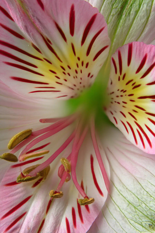 Alstroemeria Lily Vinyl Car Decal Sticker – Waterproof & UV-Resistant 