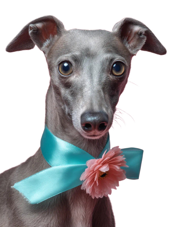 Italian Greyhound With Ribbon Vinyl Car Decal Sticker – Waterproof & UV-Resistant 
