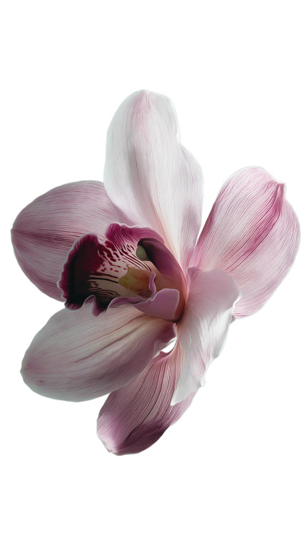 Translucent Orchid Flower Vinyl Car Decal Sticker – Waterproof & UV-Resistant 