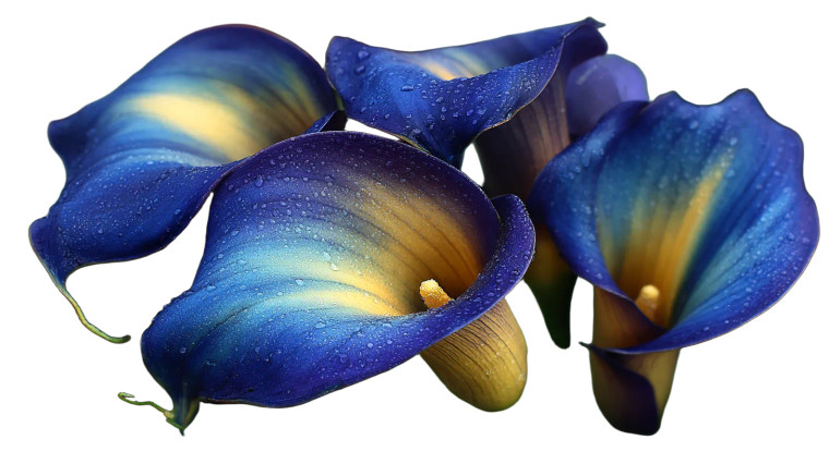 Blue Calla Lilies Vinyl Car Decal Sticker – Waterproof & UV-Resistant 