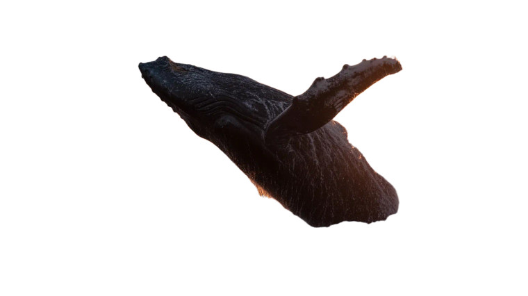 Breaching Humpback Whale V3 Vinyl Car Decal Sticker – Waterproof & UV-Resistant 