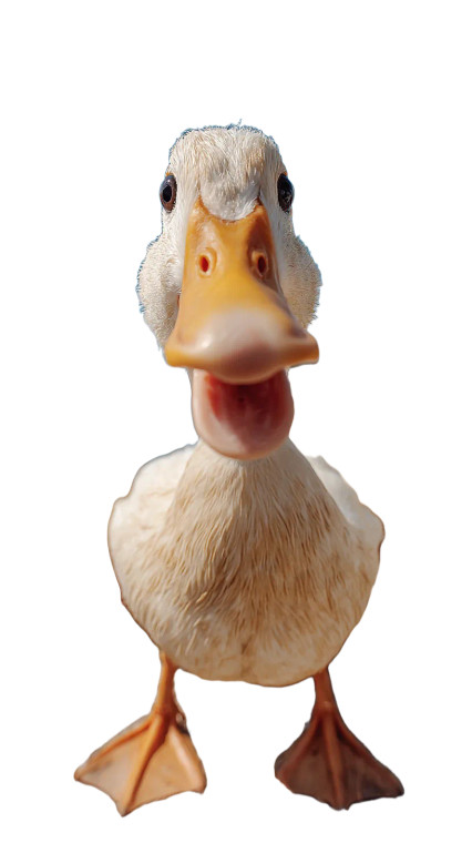 Smiling Duck Vinyl Car Decal Sticker – Waterproof & UV-Resistant 