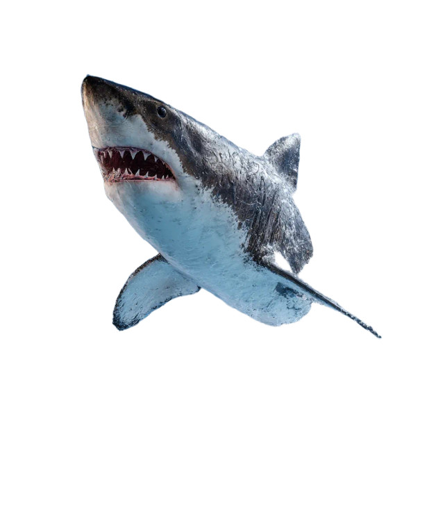 Jumping Shark V2 Vinyl Car Decal Sticker – Waterproof & UV-Resistant 