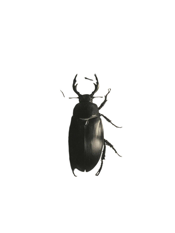 Giant Beetle Body Vinyl Car Decal Sticker – Waterproof & UV-Resistant 