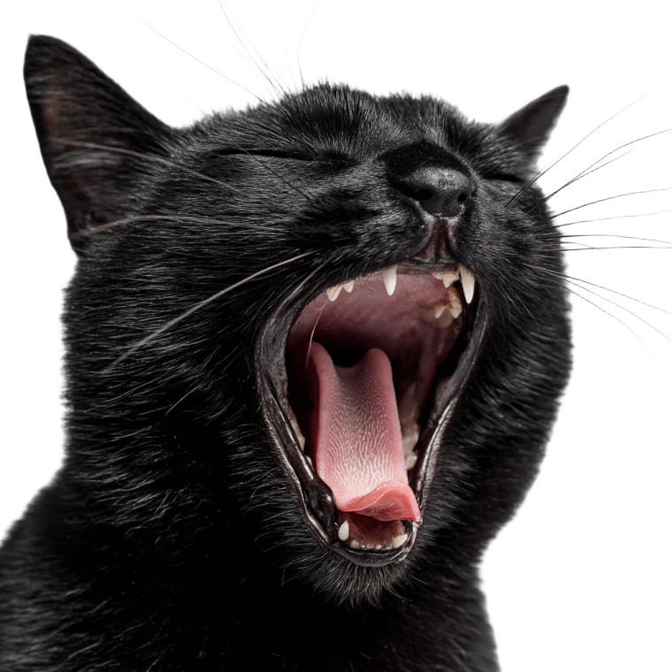 Yawning Black Cat Vinyl Car Decal Sticker – Waterproof & UV-Resistant 