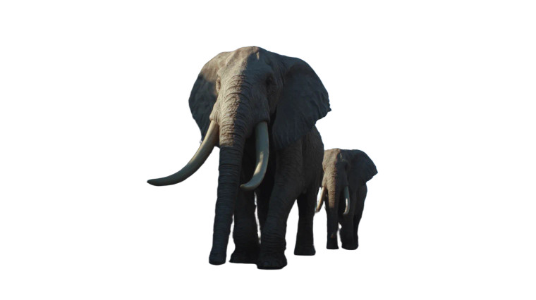 Elephants In Paris Vinyl Car Decal Sticker – Waterproof & UV-Resistant 