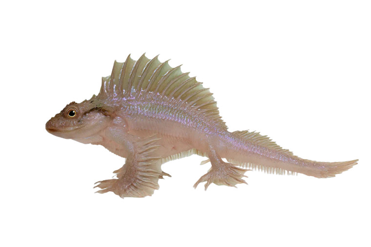 Fish Hybrid Creature Vinyl Car Decal Sticker – Waterproof & UV-Resistant 