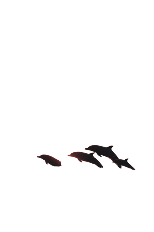 Dolphins At Sunset V3 Vinyl Car Decal Sticker – Waterproof & UV-Resistant 