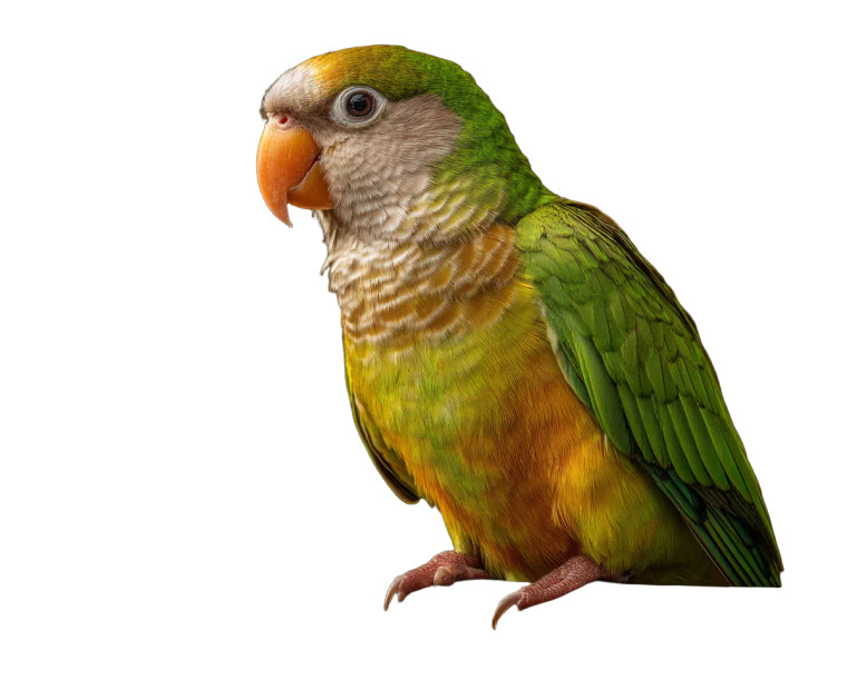 Monk Parrot Vinyl Car Decal Sticker – Waterproof & UV-Resistant 