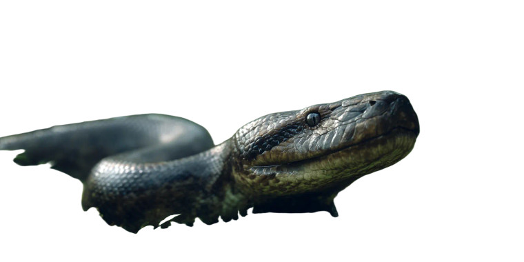 Titanoboa In Forest V2 Vinyl Car Decal Sticker – Waterproof & UV-Resistant 