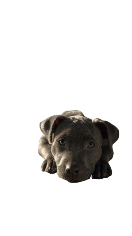 Patient Puppy Watching Vinyl Car Decal Sticker – Waterproof & UV-Resistant 