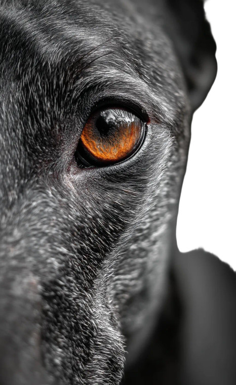 Greyhound Fur Close-Up Vinyl Car Decal Sticker – Waterproof & UV-Resistant 