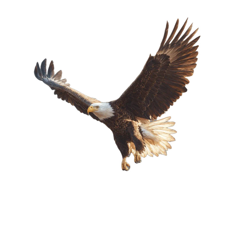 Hovering Eagle Vinyl Car Decal Sticker – Waterproof & UV-Resistant 