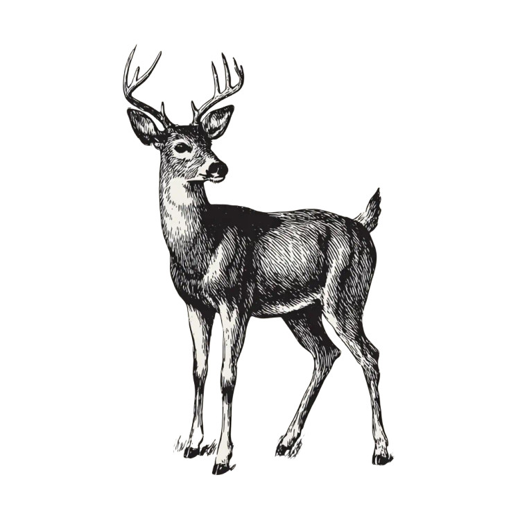 Vintage Deer Illustration Vinyl Car Decal Sticker – Waterproof & UV-Resistant 