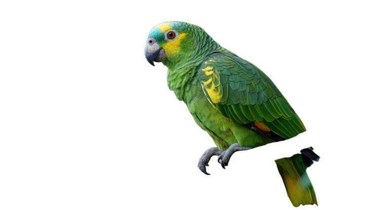 Amazon Parrot V3 Vinyl Car Decal Sticker – Waterproof & UV-Resistant 