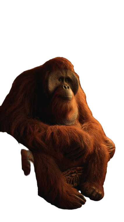 Relaxed Orangutan Vinyl Car Decal Sticker – Waterproof & UV-Resistant 