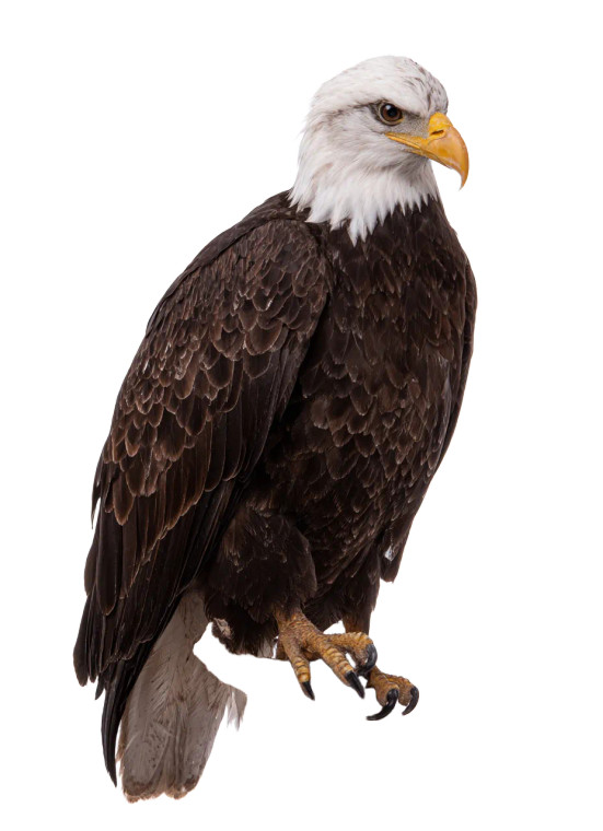 Eagle V3 Vinyl Car Decal Sticker – Waterproof & UV-Resistant 