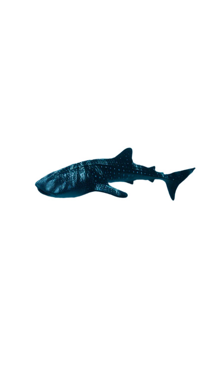 Whale Shark Gliding Vinyl Car Decal Sticker – Waterproof & UV-Resistant 