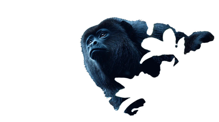 Black Howler Monkey Vinyl Car Decal Sticker – Waterproof & UV-Resistant 