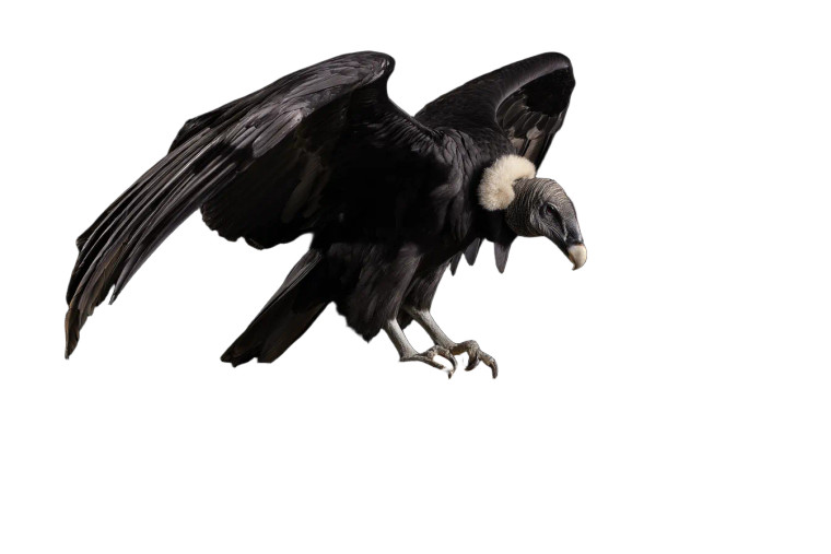 Andean Condor Flight Vinyl Car Decal Sticker – Waterproof & UV-Resistant 
