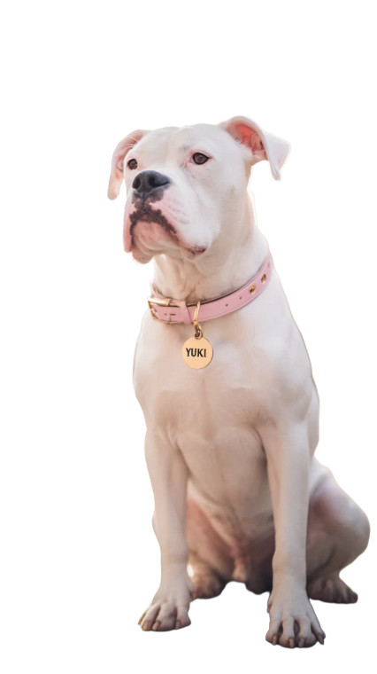 Fashionable Bulldog Yuki V2 Vinyl Car Decal Sticker – Waterproof & UV-Resistant 