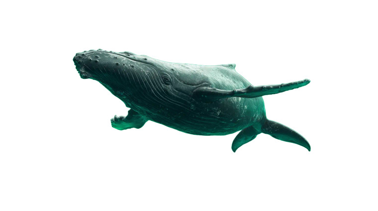 Flying Whale V3 Vinyl Car Decal Sticker – Waterproof & UV-Resistant 