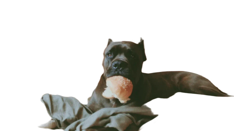 Cane Corso With Bun Vinyl Car Decal Sticker – Waterproof & UV-Resistant 